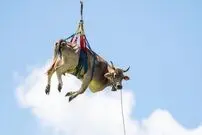 (ویدیو) لحظه جابه‌جایی گاو پا شکسته با هلیکوپتر بعد از دعوا داخل طویله!