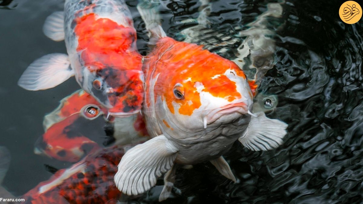 (ویدئو) حراجی ماهی کوی؛ «جواهر زنده» که نماد شانس و خوشبختی‌ است