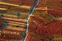 ببینید| تصاویر هوایی بزرگترین باغ زرشک جهان در خراسان