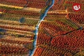 ببینید| تصاویر هوایی بزرگترین باغ زرشک جهان در خراسان