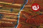 ببینید| تصاویر هوایی بزرگترین باغ زرشک جهان در خراسان