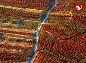 ببینید| تصاویر هوایی بزرگترین باغ زرشک جهان در خراسان