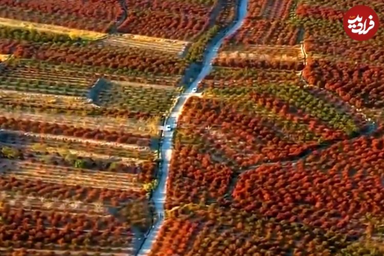 ببینید| تصاویر هوایی بزرگترین باغ زرشک جهان در خراسان