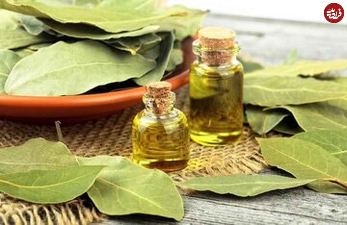 خواص درمانی و شگفت انگیز برگ یک گیاه