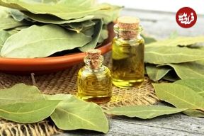 خواص درمانی و شگفت انگیز برگ یک گیاه