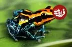 ببینید| 7 گونه از زیباترین و رنگارنگ ترین قورباغه های جهان