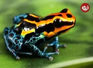 ببینید| 7 گونه از زیباترین و رنگارنگ ترین قورباغه های جهان
