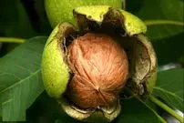 تشخیص فلزات سنگین در گردوی معروف!