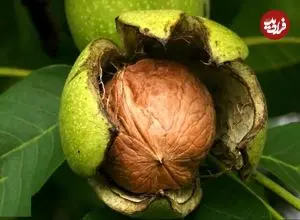 تشخیص فلزات سنگین در گردوی معروف!