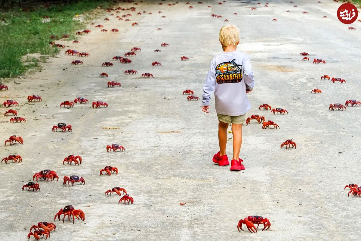 بهترین عکسهای حیات وحش در هفتۀ گذشته؛ از «سیتی اسکن ببر» تا «زاغ در مقابل دوربین امنیتی»