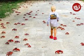 بهترین عکس‌های حیات وحش در هفتۀ گذشته؛ از «سی‌تی اسکن ببر» تا «زاغ در مقابل دوربین امنیتی»