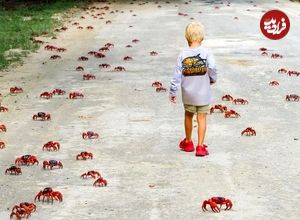 بهترین عکسهای حیات وحش در هفتۀ گذشته؛ از «سیتی اسکن ببر» تا «زاغ در مقابل دوربین امنیتی»