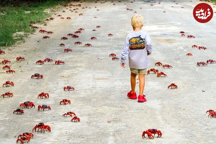 بهترین عکسهای حیات وحش در هفتۀ گذشته؛ از «سیتی اسکن ببر» تا «زاغ در مقابل دوربین امنیتی»