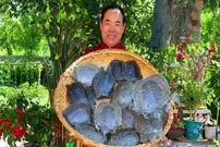 ببینید؛ غذای روستایی در چین؛ پخت خوراک با لاک پشت لاک نرم و فلفل