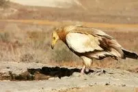 عکس| ثبت تصویر کَرکَس مصری در قزوین