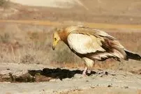 عکس| ثبت تصویر کَرکَس مصری در قزوین