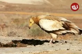 عکس| ثبت تصویر کَرکَس مصری در قزوین