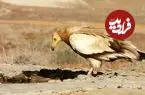 عکس| ثبت تصویر کَرکَس مصری در قزوین