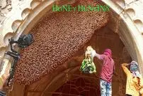 (ویدئو) قاب عسل بزرگی که 50 هزار زنبور کنار پنجره یک خانه درست کردند!