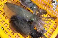 ببینید| غذای خیابانی در کره؛ مهارت آشپز خیابانی در تهیه ساشیمی با ماهی مرکب در پوهانگ