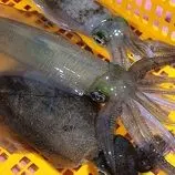 ببینید| غذای خیابانی در کره؛ مهارت آشپز خیابانی در تهیه ساشیمی با ماهی مرکب در پوهانگ