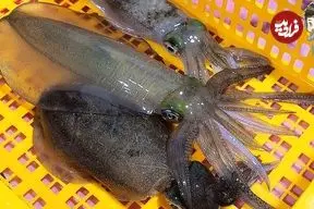 ببینید| غذای خیابانی در کره؛ مهارت آشپز خیابانی در تهیه ساشیمی با ماهی مرکب در پوهانگ