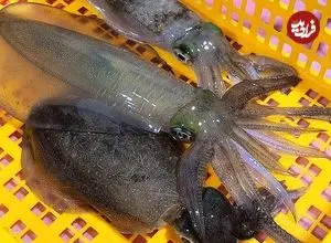 ببینید| غذای خیابانی در کره؛ مهارت آشپز خیابانی در تهیه ساشیمی با ماهی مرکب در پوهانگ