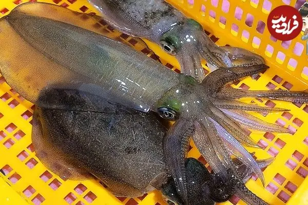 ببینید| غذای خیابانی در کره؛ مهارت آشپز خیابانی در تهیه ساشیمی با ماهی مرکب در پوهانگ