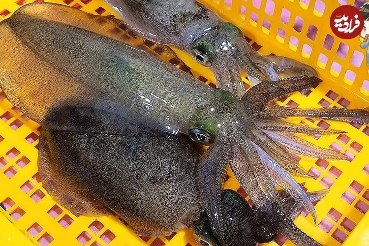 ببینید| غذای خیابانی در کره؛ مهارت آشپز خیابانی در تهیه ساشیمی با ماهی مرکب در پوهانگ