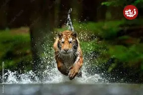 ببینید| سرسره‌بازی ببرها روی زمین خیس و لغزنده