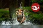 ببینید| سرسره‌بازی ببرها روی زمین خیس و لغزنده