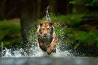 ببینید| سرسره‌بازی ببرها روی زمین خیس و لغزنده