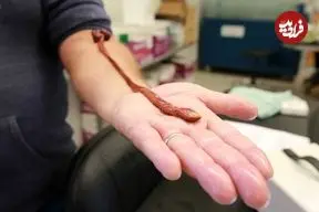 دانشمندان از سر کنجکاوی سن یک کرم آزمایشگاهی را اندازه گرفتند؛ نتیجه همه را غافلگیر کرد