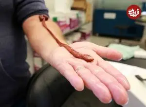 دانشمندان از سر کنجکاوی سن یک کرم آزمایشگاهی را اندازه گرفتند؛ نتیجه همه را غافلگیر کرد