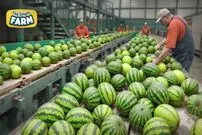 ببینید؛ مراحل دیدنی کاشت، برداشت و فرآوری میلیون ها هندوانه در آمریکا