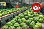 ببینید؛ مراحل دیدنی کاشت، برداشت و فرآوری میلیون ها هندوانه در آمریکا