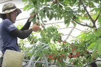 (ویدئو) فرآیند کشت و برداشت گران ترین گیلاس جهان توسط کشاورزان ژاپنی