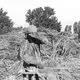 عکس| سفر زمان؛ کشاورز ایرانی دوران قاجار در حال خرمن‌کوبی با گاو