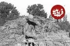 عکس| سفر زمان؛ کشاورز ایرانی دوران قاجار در حال خرمن‌کوبی با گاو