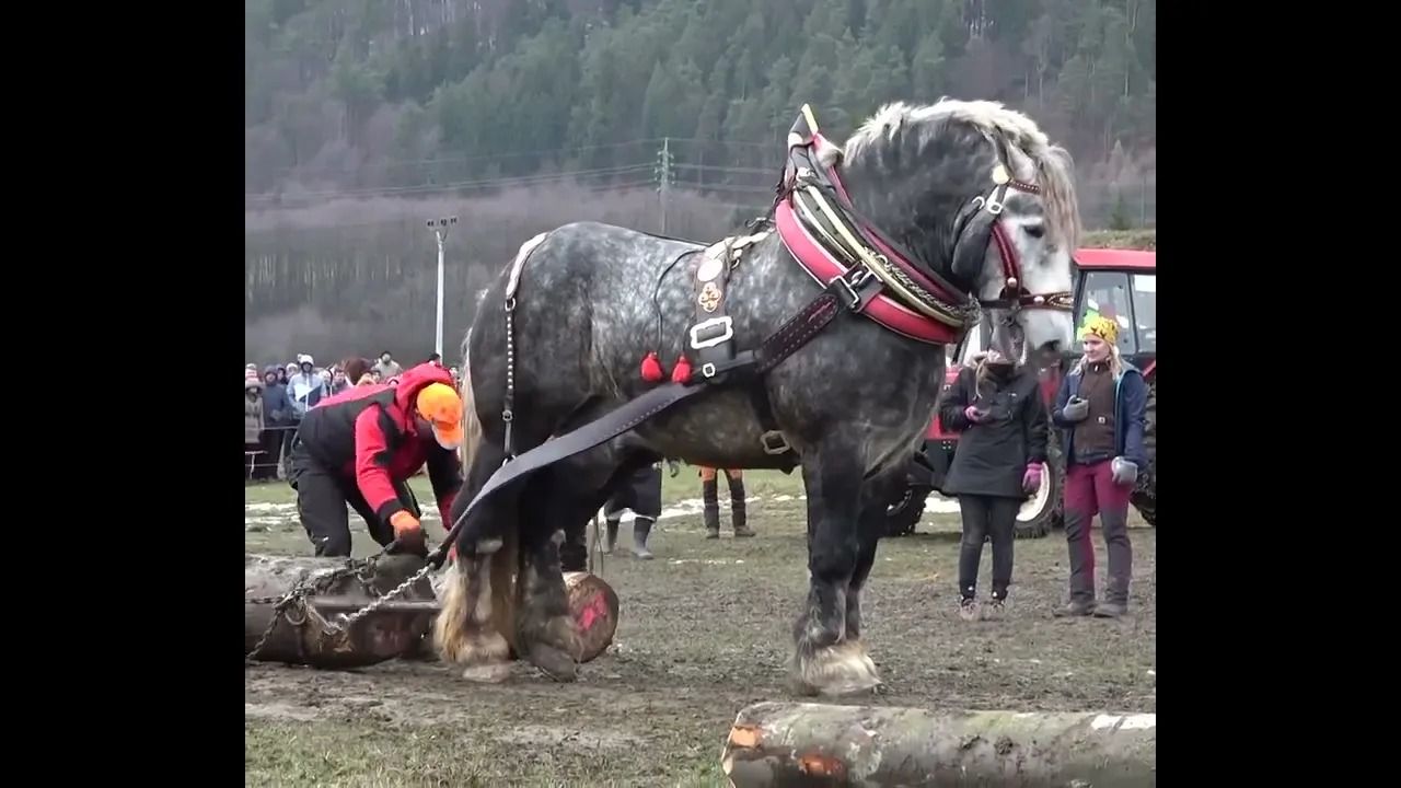 (ویدئو) بزرگترین اسب جهان با قد 223 سانتی متر و 1100 کیلوگرم وزن
