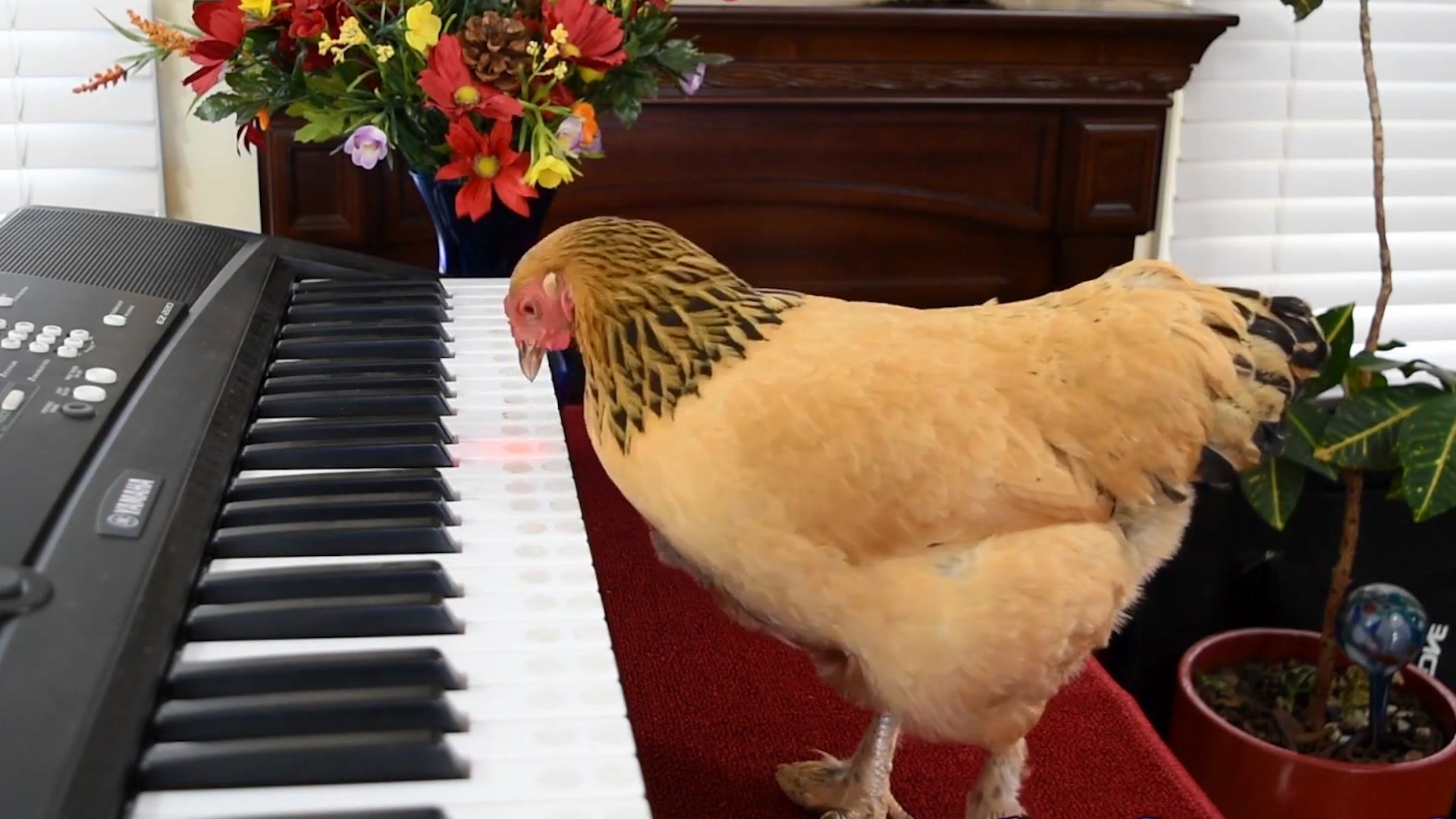(ویدئو) این مرغ پیانیست شهرت جهانی دارد!