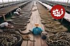 (ویدئو) مزرعه سه میلیون دلاری پرورش مار پیتون در تایلند؛ پردازش گوشت و پوست پیتون