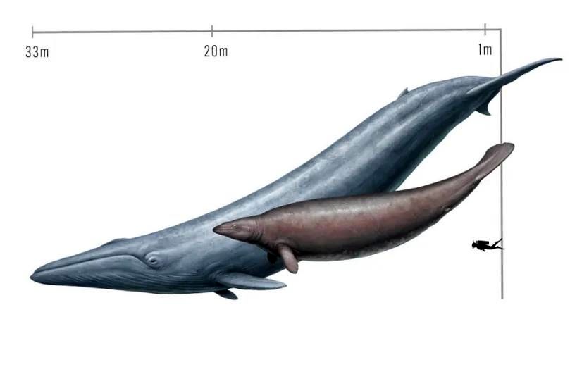 پروستوس سنگین‌ترین نهنگ تاریخ نبود؛ این نهنگ همچنان رکورددار جهان است