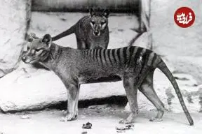 تصاویر| تایلسین: بیش از یک قرن توجه و تلاش برای بازگرداندن ببر تاسمانی منقرض‌شده 