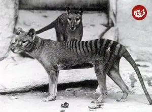 تصاویر| تایلسین: بیش از یک قرن توجه و تلاش برای بازگرداندن ببر تاسمانی منقرض‌شده 