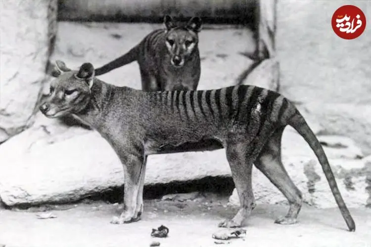 تصاویر| تایلسین: بیش از یک قرن توجه و تلاش برای بازگرداندن ببر تاسمانی منقرض‌شده 