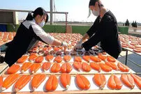 (ویدئو) مراحل دیدنی صید و فرآوری خاویار ماهی کفال در شرق آسیا