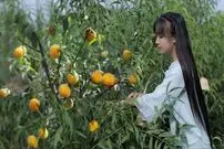 (ویدئو) برداشت هلو در باغ و تهیه کمپوت توسط دختر خوش ذوق روستاییِ چینی