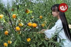 (ویدئو) برداشت هلو در باغ و تهیه کمپوت توسط دختر خوش ذوق روستاییِ چینی