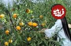 (ویدئو) برداشت هلو در باغ و تهیه کمپوت توسط دختر خوش ذوق روستاییِ چینی